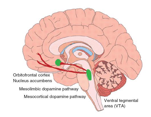 Image result for orbital frontal mesolimbic pathway