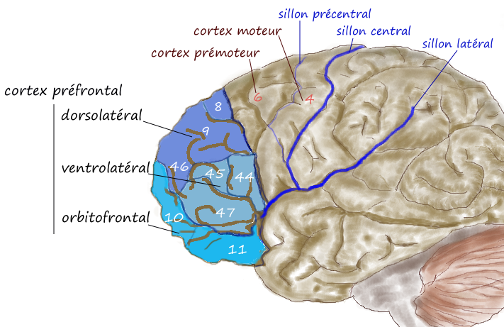 Image result for orbital frontal cortex